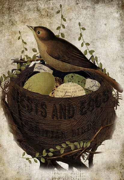 Bird In Nest - 2165