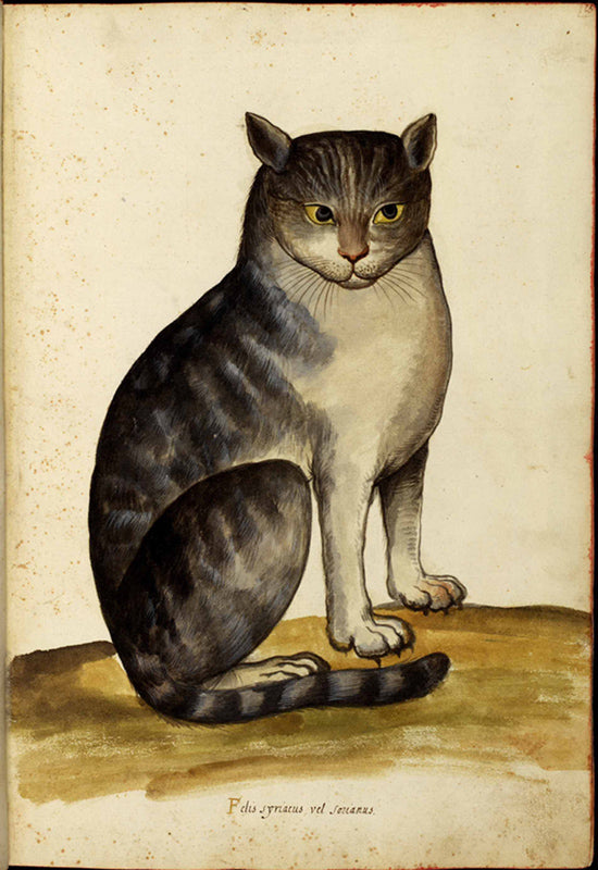 Italian Cat - 2248 – Impressions2