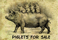 Piglets For Sale - 4255