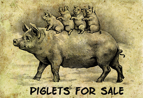 Piglets For Sale - 4255