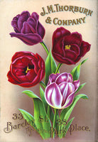 Thorburn Tulip - 5118