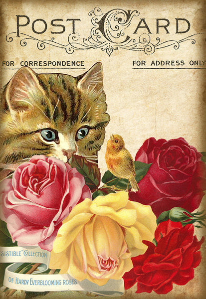 Cat Bird - 5472