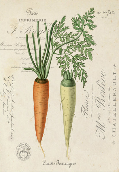 Carrots - 7598