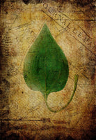 Redbud Antique Leaf - 7736